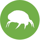 acari della polvere