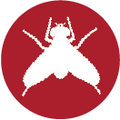 mosca