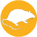 ratti