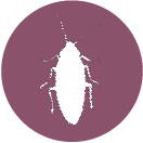 scarafaggi