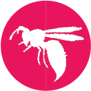 vespa