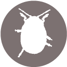 zecca