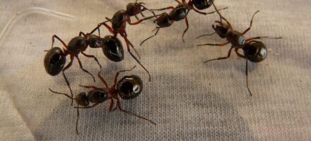 Difesa preventiva contro le formiche