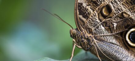 protezione contro gli insetti notturni